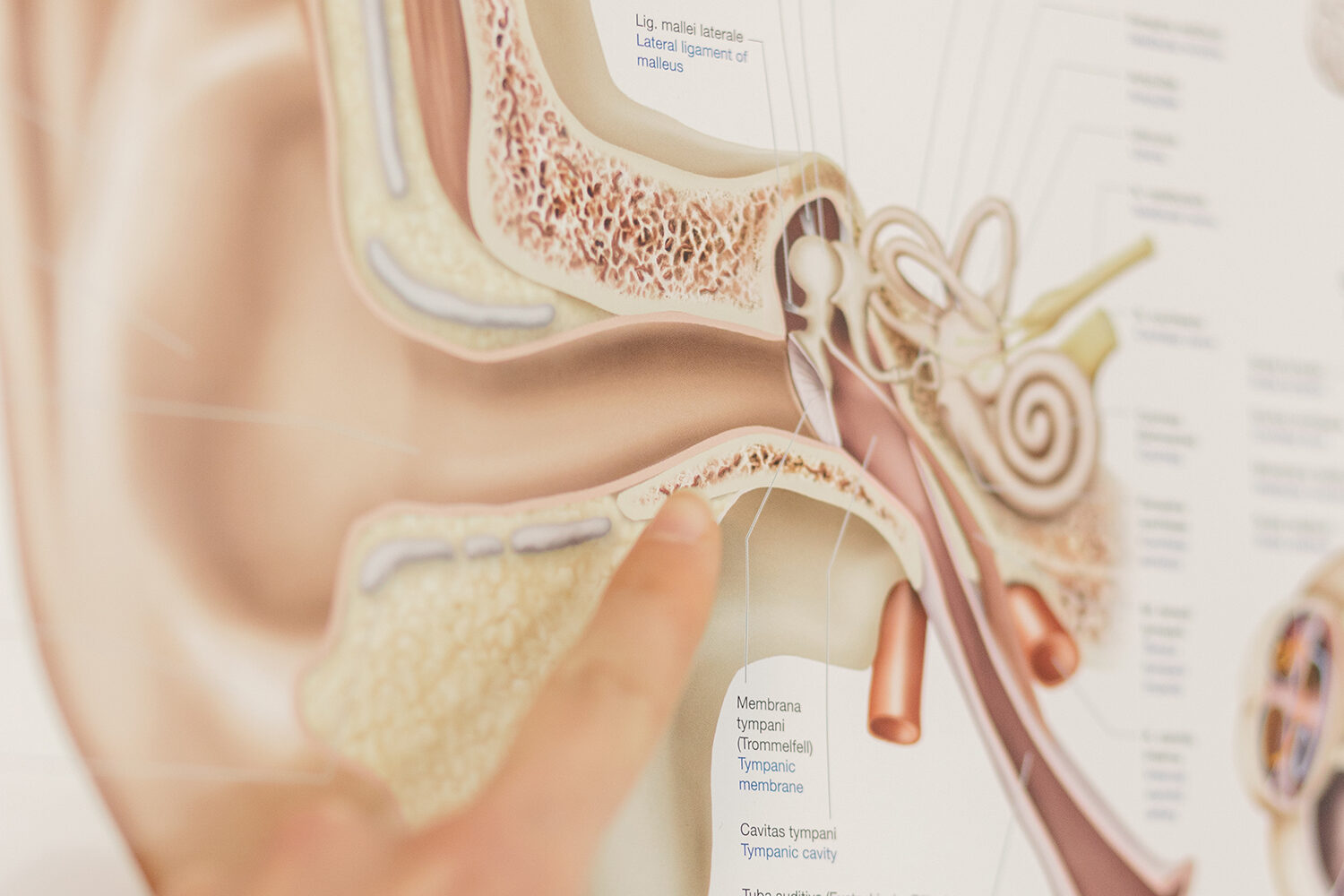 Hörakustik Sommerfeld Gesundheit